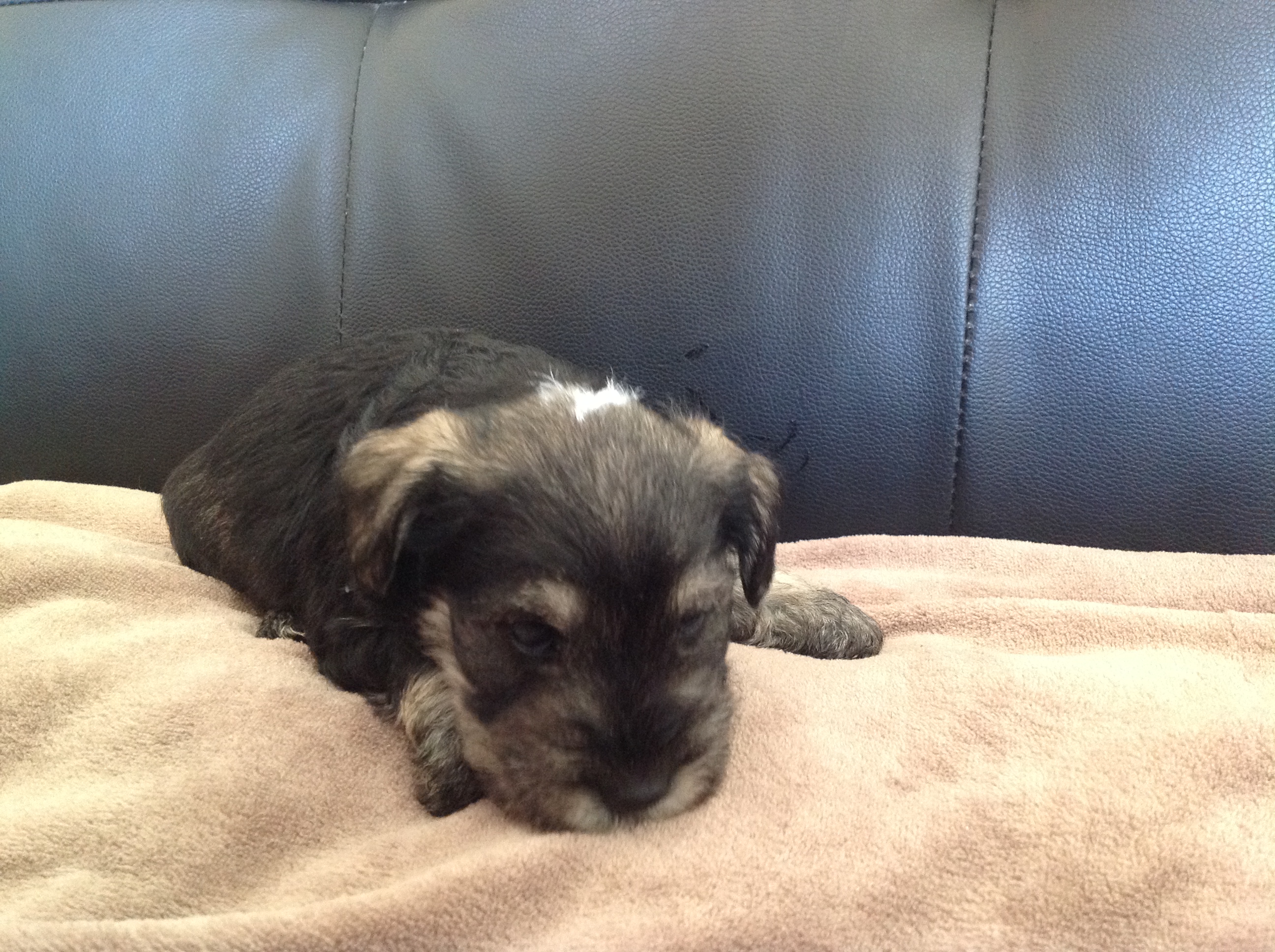 Merlin Pets Merlin – Tales From The Road Less Travelled