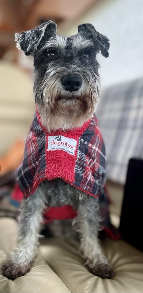 Dog in a dogrobe